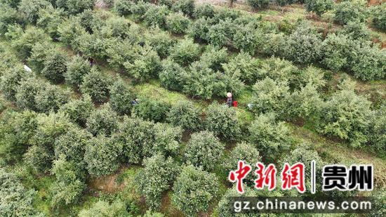 岑巩县羊桥土家族乡姚寨村的油茶种植基地。吴国明 摄