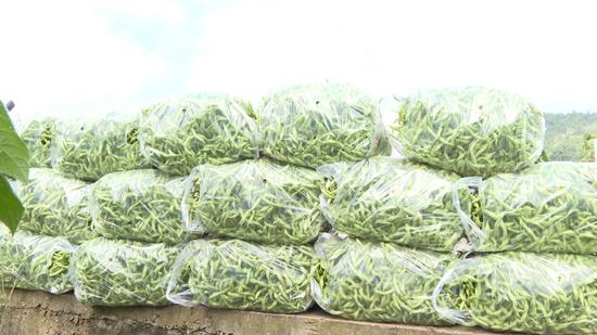 打包好的豆角 打包好的豆角