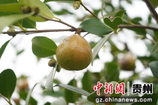 结在树上的油茶果 。何小雨 摄