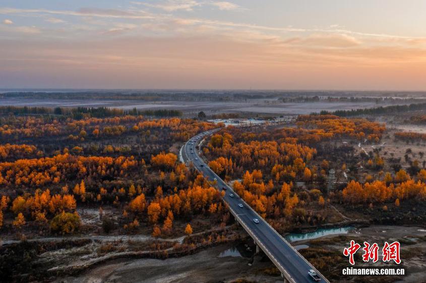 新疆莎车县叶尔羌河流域胡杨林迎来最佳观赏期