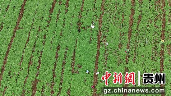 村民在油菜育苗点取苗。陈昆 摄 村民在油菜育苗点取苗。陈昆 摄