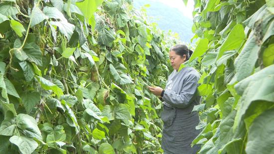 采收豆角 采收豆角