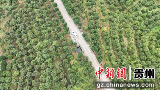 岑巩县羊桥土家族乡姚寨村的油茶种植基地。吴国明 摄
