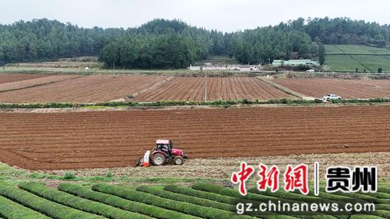 岑巩县天马镇白岩坪村机播油菜基地一角。陈昆 摄 岑巩县天马镇白岩坪村机播油菜基地一角。陈昆 摄