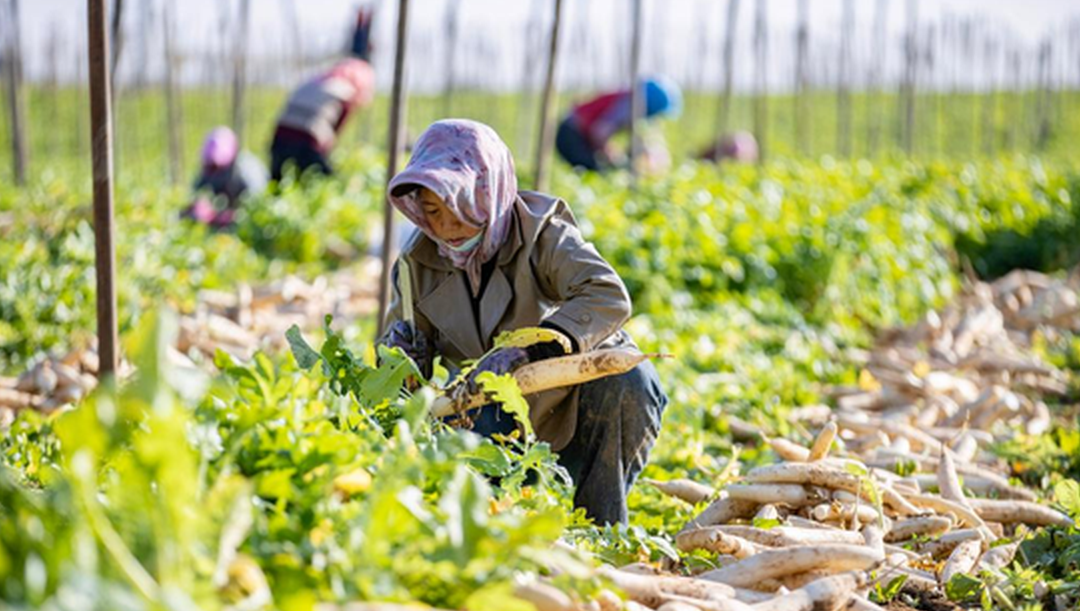 寧夏紅寺堡蘿卜豐收