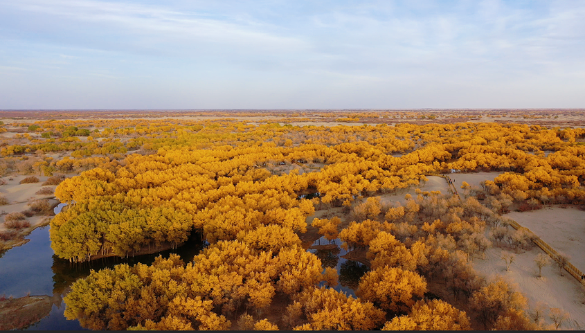 沙漠守护神：胡杨的千年传奇