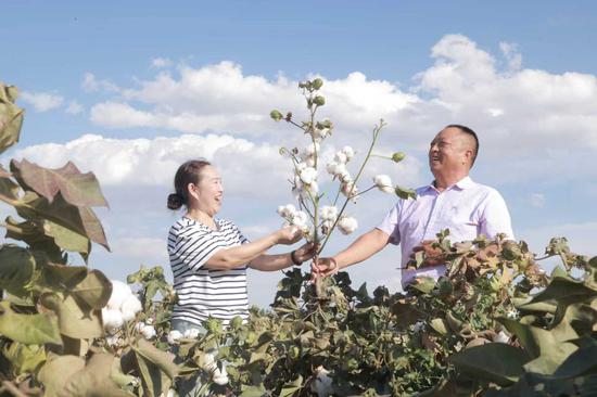 她对接农业专家,邀请专家到田间指导棉花种植,从播种到采收全程跟踪,引导村民走“规模种植、统一管理、机械采收”的现代化农业路。