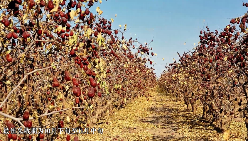 打枣了！洛浦县12.98万亩红枣采收忙