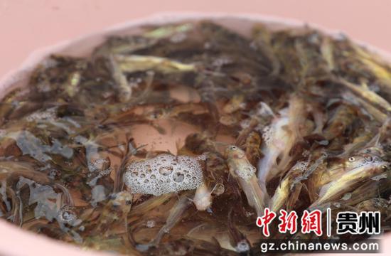 剑河县2025年水生生物资源增殖放流活动中要流放的鱼。聂晶梅 摄 剑河县2025年水生生物资源增殖放流活动中要流放的鱼。聂晶梅 摄