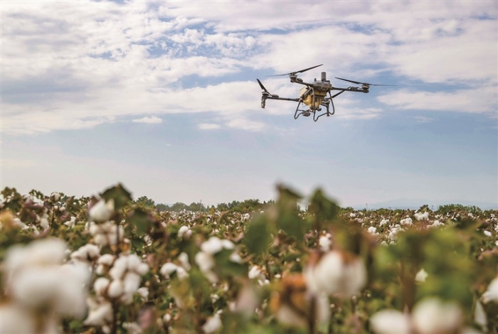 9月15日,阜康市滋泥泉子镇二道河子中心村的棉田里,无人机沿着预设路线来回穿梭,将脱叶剂均匀喷洒在棉花上。 9月15日,阜康市滋泥泉子镇二道河子中心村的棉田里,无人机沿着预设路线来回穿梭,将脱叶剂均匀喷洒在棉花上。