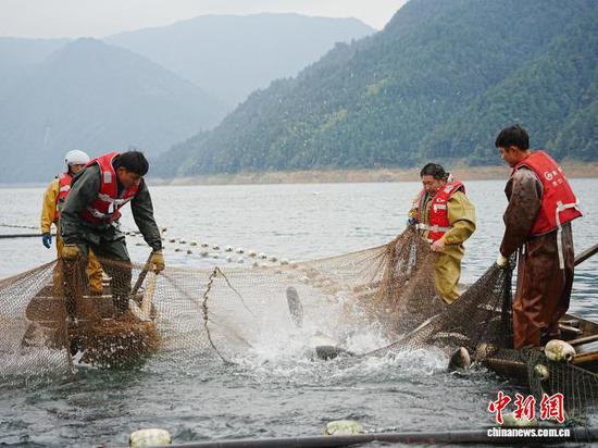 10月31日,贵州省锦屏县三板溪水库的大水面增殖渔业回捕作业现场。中新网记者 周燕玲 摄 10月31日,贵州省锦屏县三板溪水库的大水面增殖渔业回捕作业现场。中新网记者 周燕玲 摄