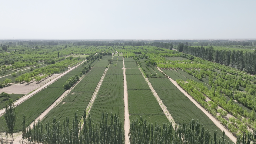 戈壁守护神，以挺拔之躯锁黄沙——新疆杨