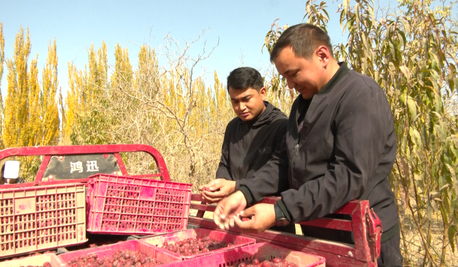 巴楚县7.96万亩红枣“甜蜜”丰收