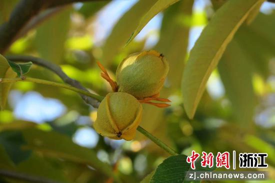 杭州临安：生态“高颜值”撬动发展“高价值