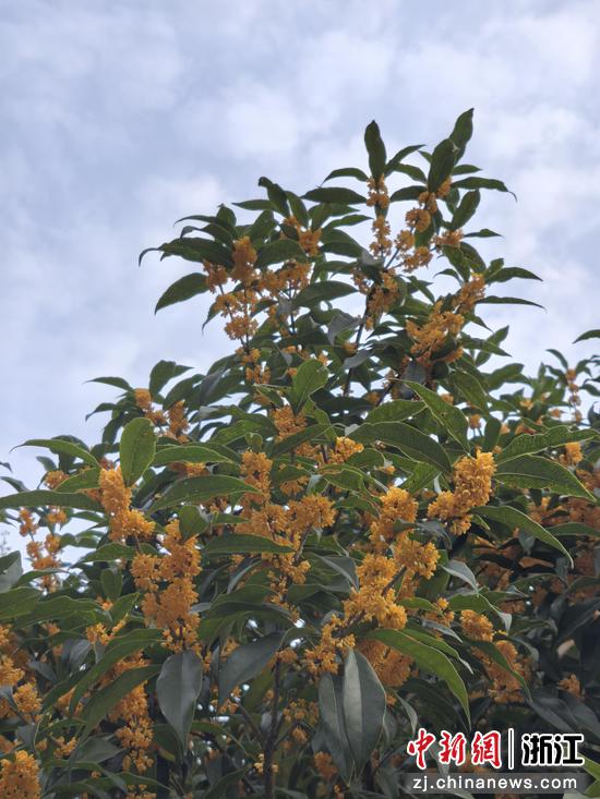 秋天最深的启示 作者供图