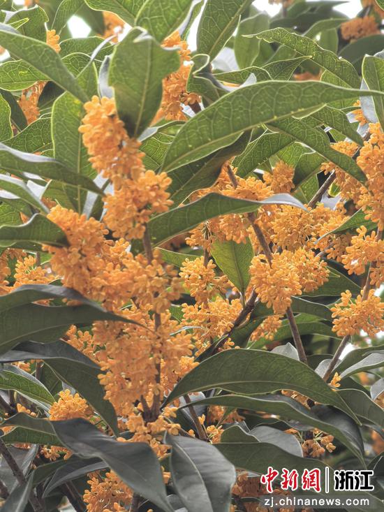 金桂开得最是热烈，花瓣深黄如熔金铸就 作者供图