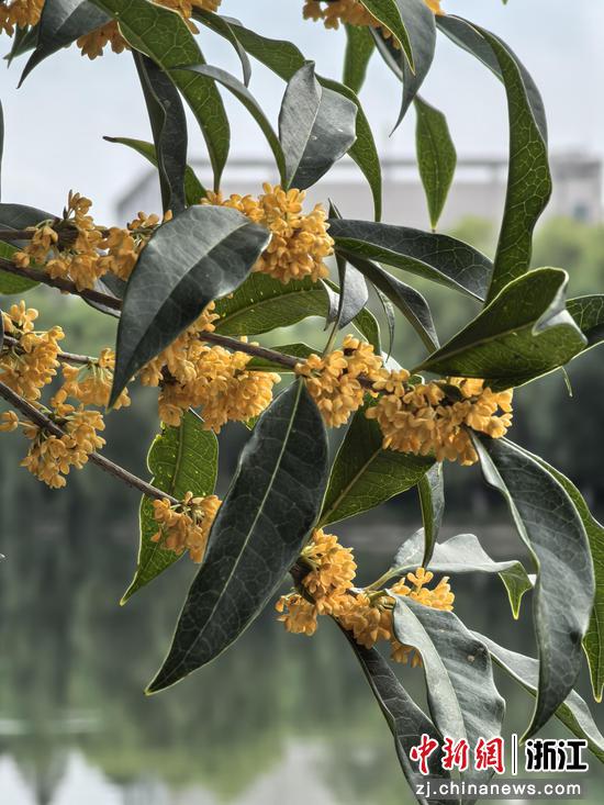 桂花开得如此浓烈，香气如此浩荡，却从不张扬 作者供图