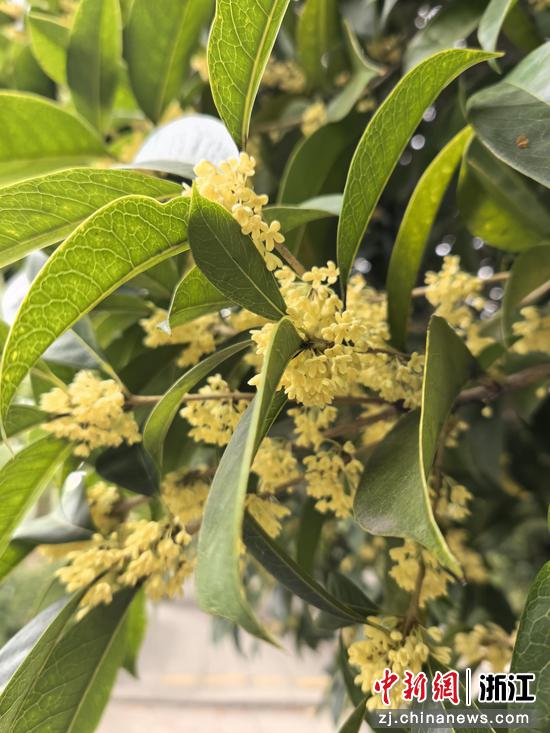 银桂如一位清雅的君子，温润而内敛 作者供图