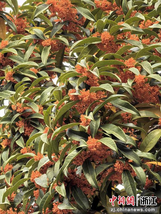 丹桂的香气带着一丝独特的甜意与热烈 作者供图