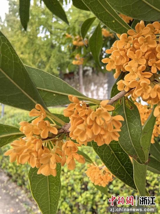 金桂香气最为浓郁醇厚 作者供图