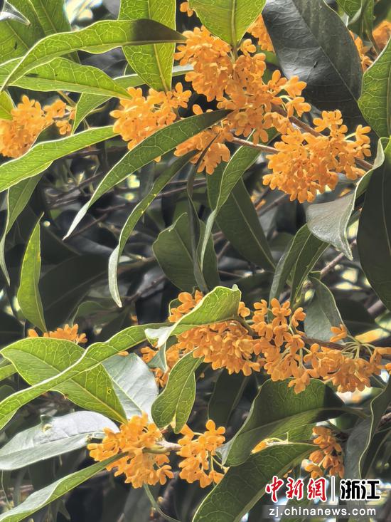 “折桂”象征金榜题名 作者供图