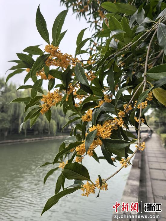 四季桂香气极淡 作者供图