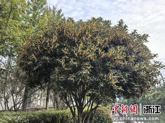 西环河畔 满树繁花 作者供图