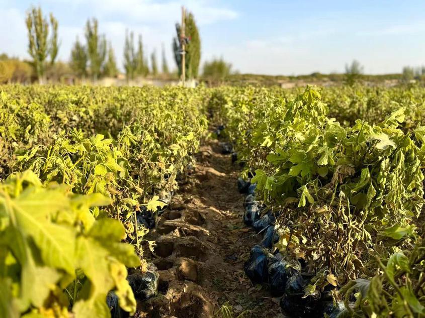 英吉沙县乔勒潘乡：发展苗木种植业 拓宽群众增收路