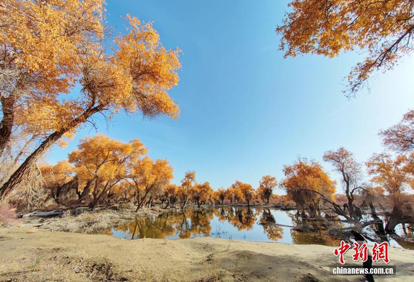 新疆沙雅县胡杨林进入最佳观赏期