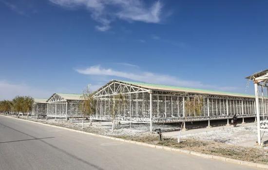 新疆昆仑硒鸽实业有限公司标准化鸽舍。记者 许晓龙 摄