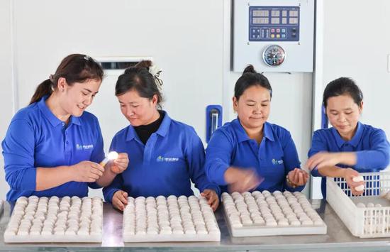 企业员工正在检查鸽蛋，将适合孵化的鸽蛋放入孵化仓。记者 许晓龙 摄