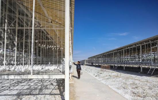 员工在标准化鸽舍忙碌。记者 许晓龙 摄