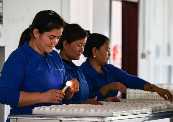 企业员工正在检查鸽蛋，将适合孵化的鸽蛋放入孵化仓。记者 许晓龙 摄