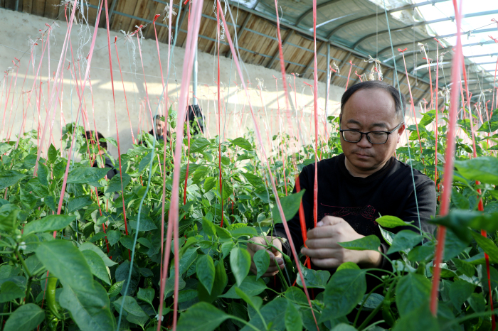莎车：温室大棚成增收“聚宝盆” 特色农业点燃乡村“新引擎”