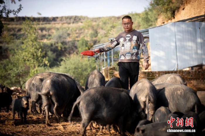 山西襄垣“95后”“猪倌”的乡土扎根记