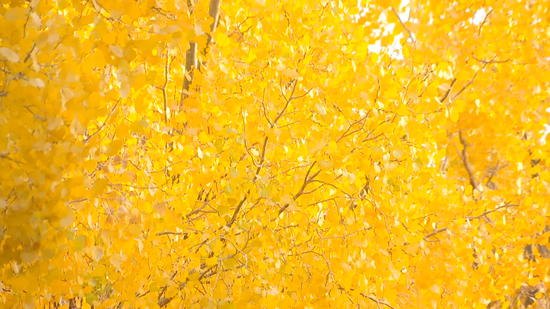 abcdeba5fa43e716220b0d65dfea353b