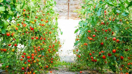 夏镇色日克墩村大棚圣女果7