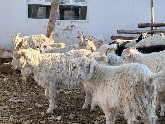 d15e56217f8699a5c6cc8c1c40c58ab0