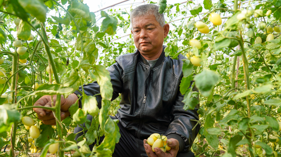 夏镇色日克墩村种植户黄其涛在采摘圣女果。
