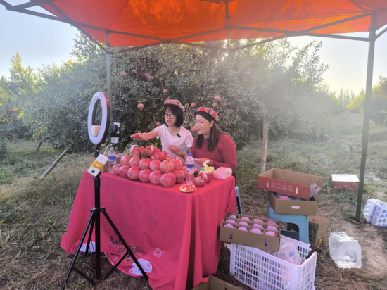 网络达人在石榴地里助力和田石榴线上销售。