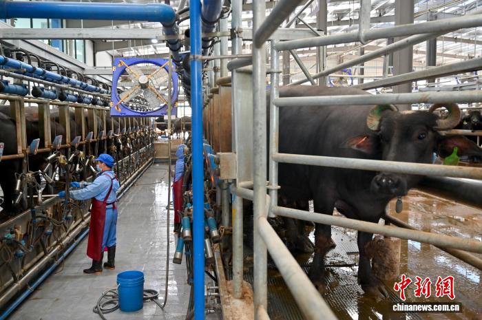 广西龙州奶水牛产业托起农户致富梦