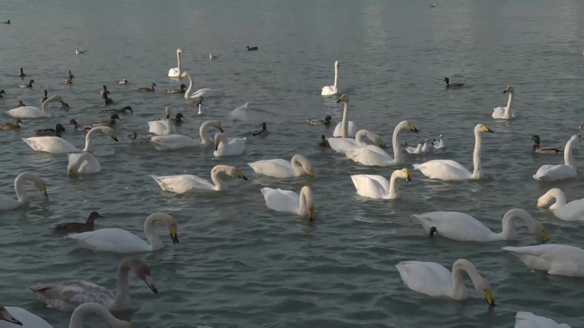 野生天鹅连续20年“赴约”梨城库尔勒