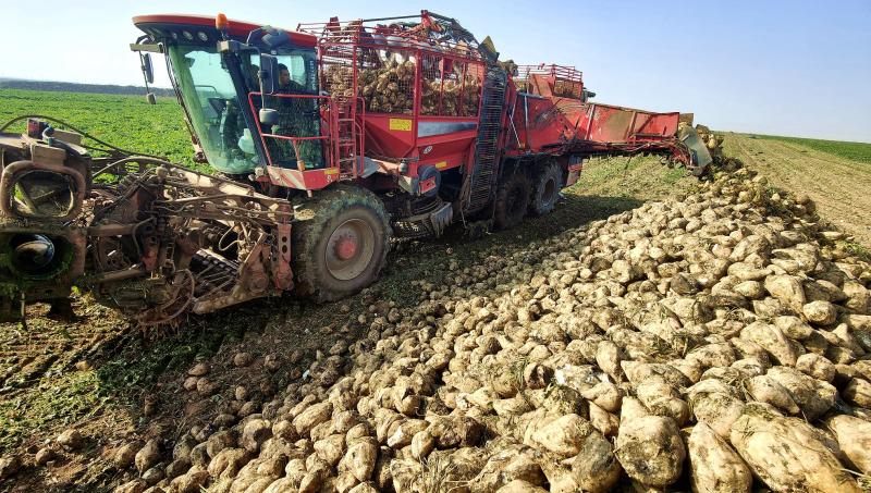 11月3日，大型甜菜收获机将采收的甜菜倾倒田间。华岩明摄 