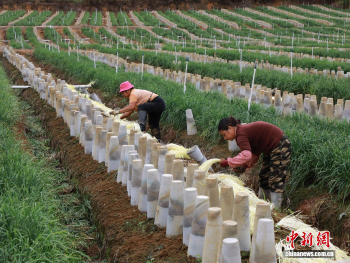 （乡村行·看振兴）小韭黄种出大产业 奏响广西乡村富民曲