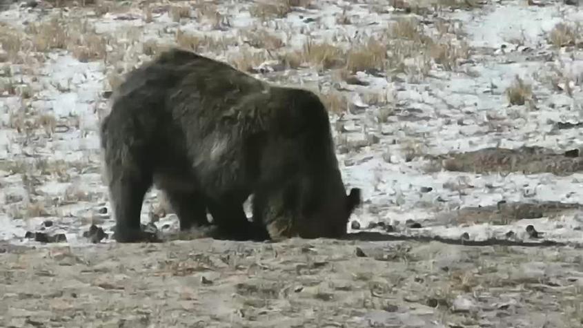 新疆阿尔金山保护区工作人员拍摄到藏马熊携幼崽下山觅食珍贵影像