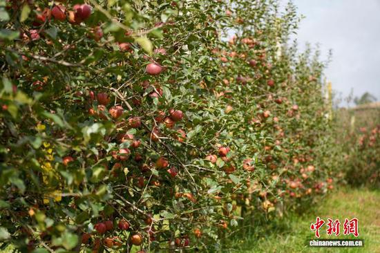 贵州威宁：小苹果大产业