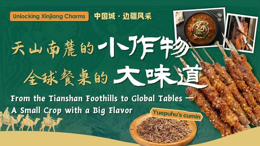 天山南麓的小作物，全球餐桌的大味道 | 中国城·边疆风采