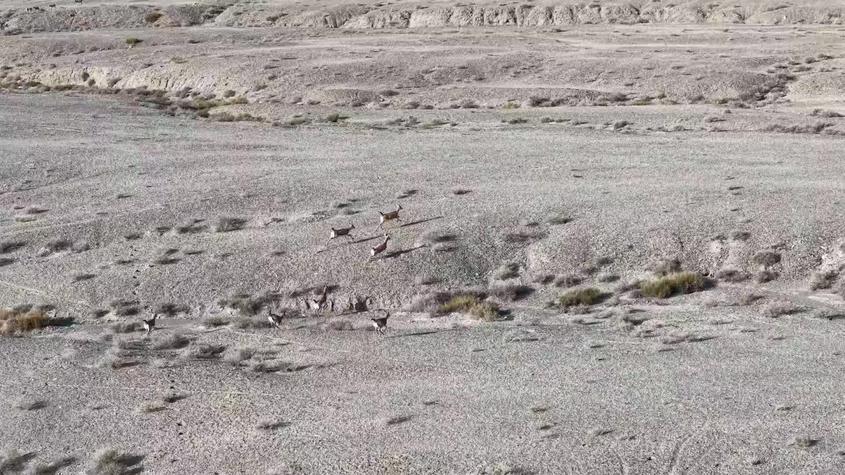 无人机捕捉到新疆和硕成群鹅喉羚下山觅食 无人机捕捉到新疆和硕成群鹅喉羚下山觅食