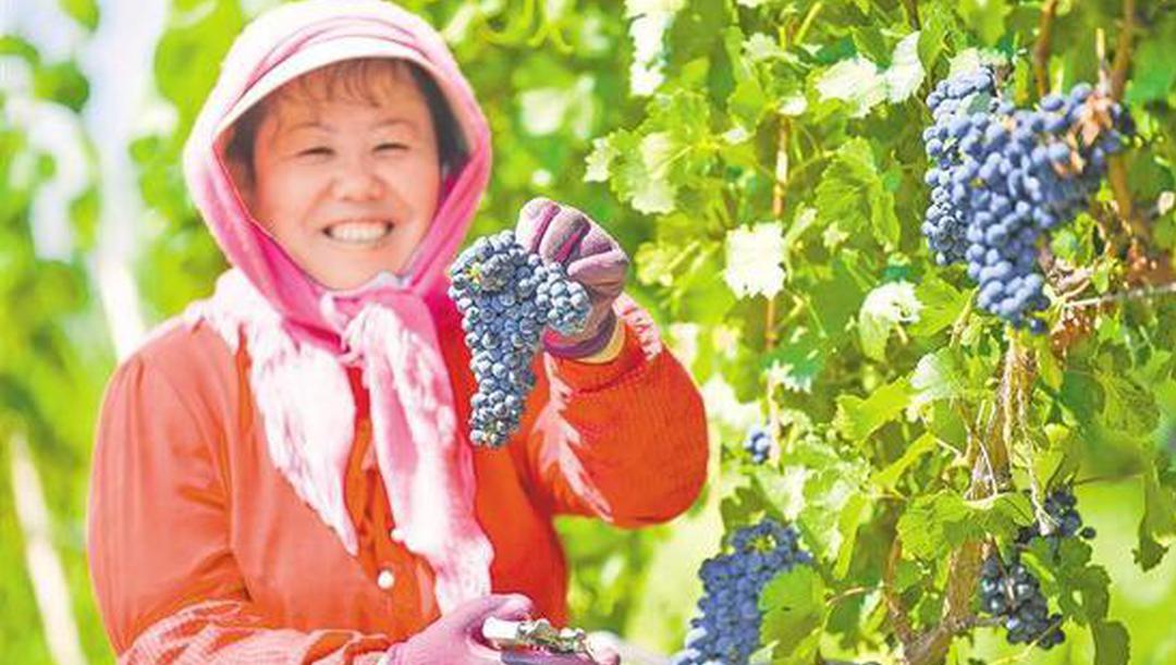 底色與特色：寧夏產業煥新姿