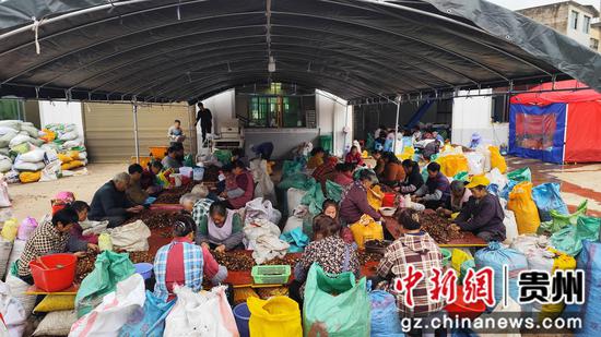 村民集中分捡油茶籽 村民集中分捡油茶籽